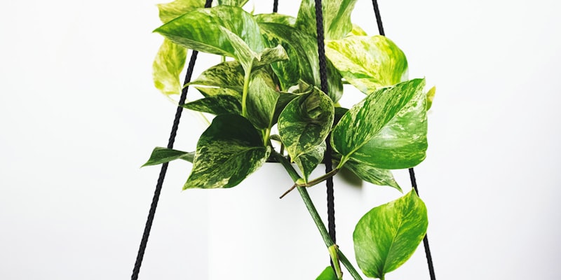 欧洲五大联赛冠军奖杯陈列展示